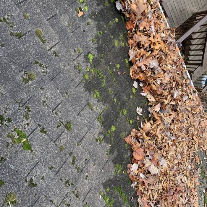 Leaf Removal Services